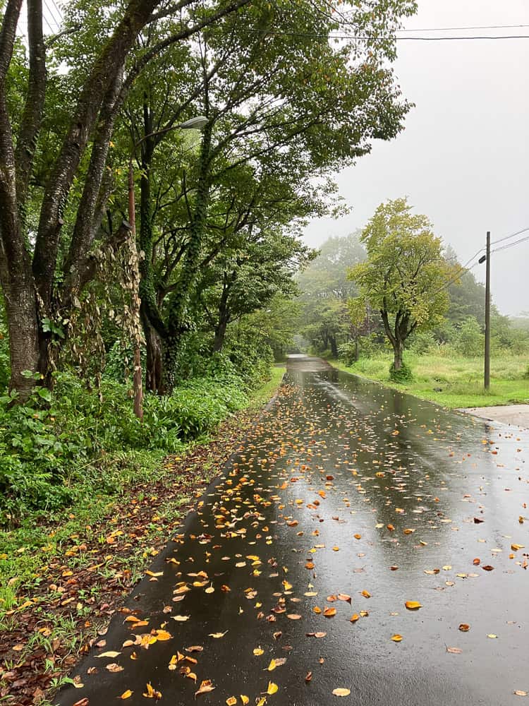 雨上がりの散歩道には落ち葉がいい感じ